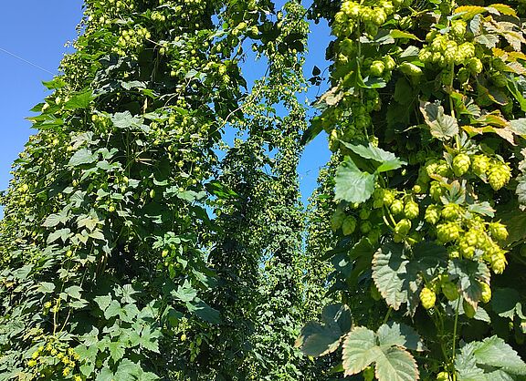 20250831_ADFC_LA_Hopfentour_02_Grafenhaun_Hopfengarten