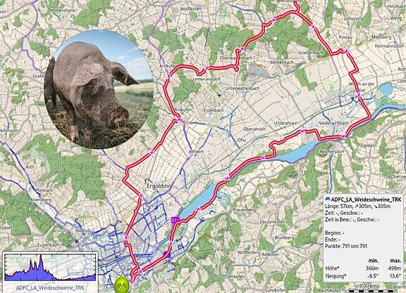 ADFC Tour Oxen und Weideschweine